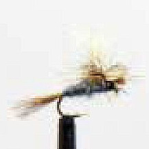 adams emerger