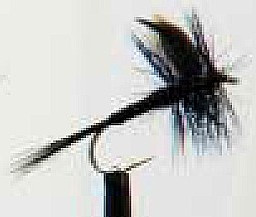 black gnat