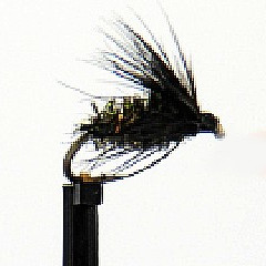 black and peacock spider