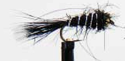 black hairs ear