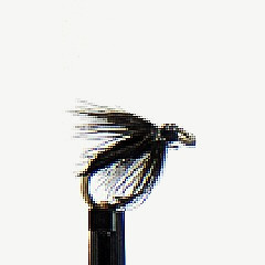 black spider