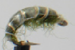 weighted shrimp